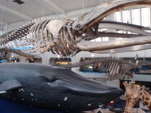 Natural History Museum???????????????????????????????